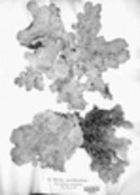 Lobaria scrobiculata image